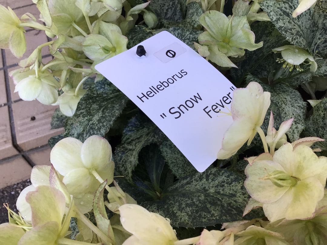 ① 定価の5000円引きでの販売‼︎ 5年物のクリスマスローズ・スノーフィーバー