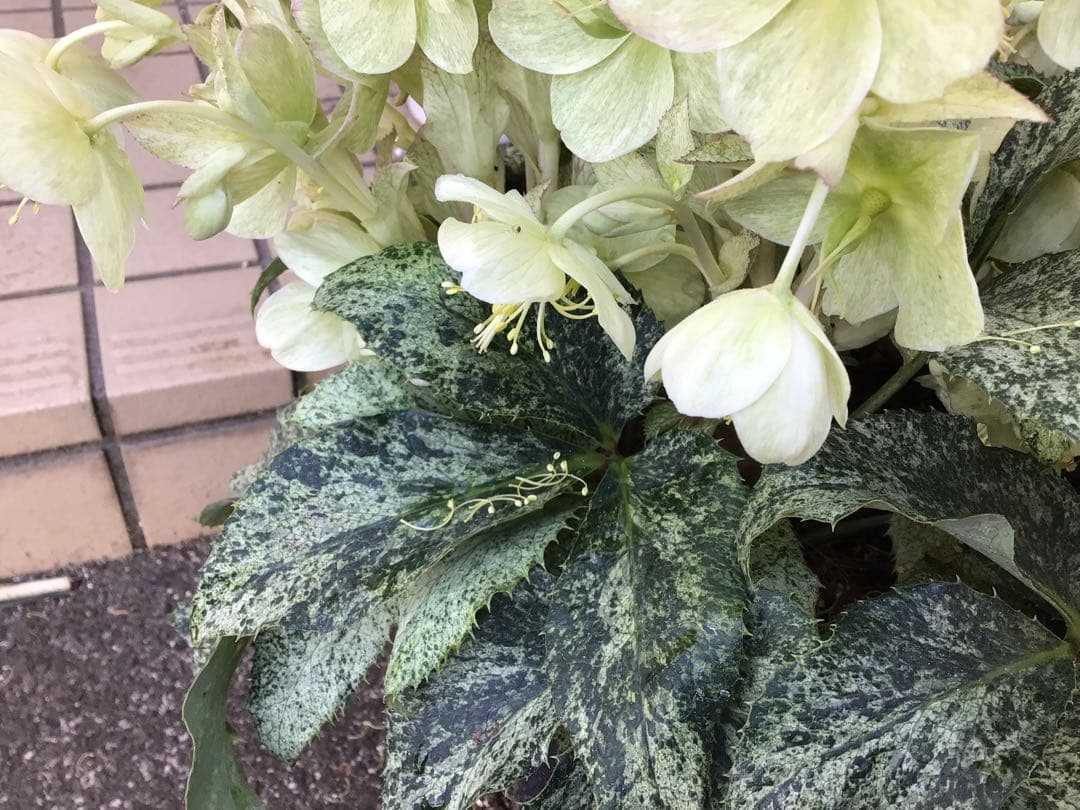 ① 定価の5000円引きでの販売‼︎ 5年物のクリスマスローズ・スノーフィーバー