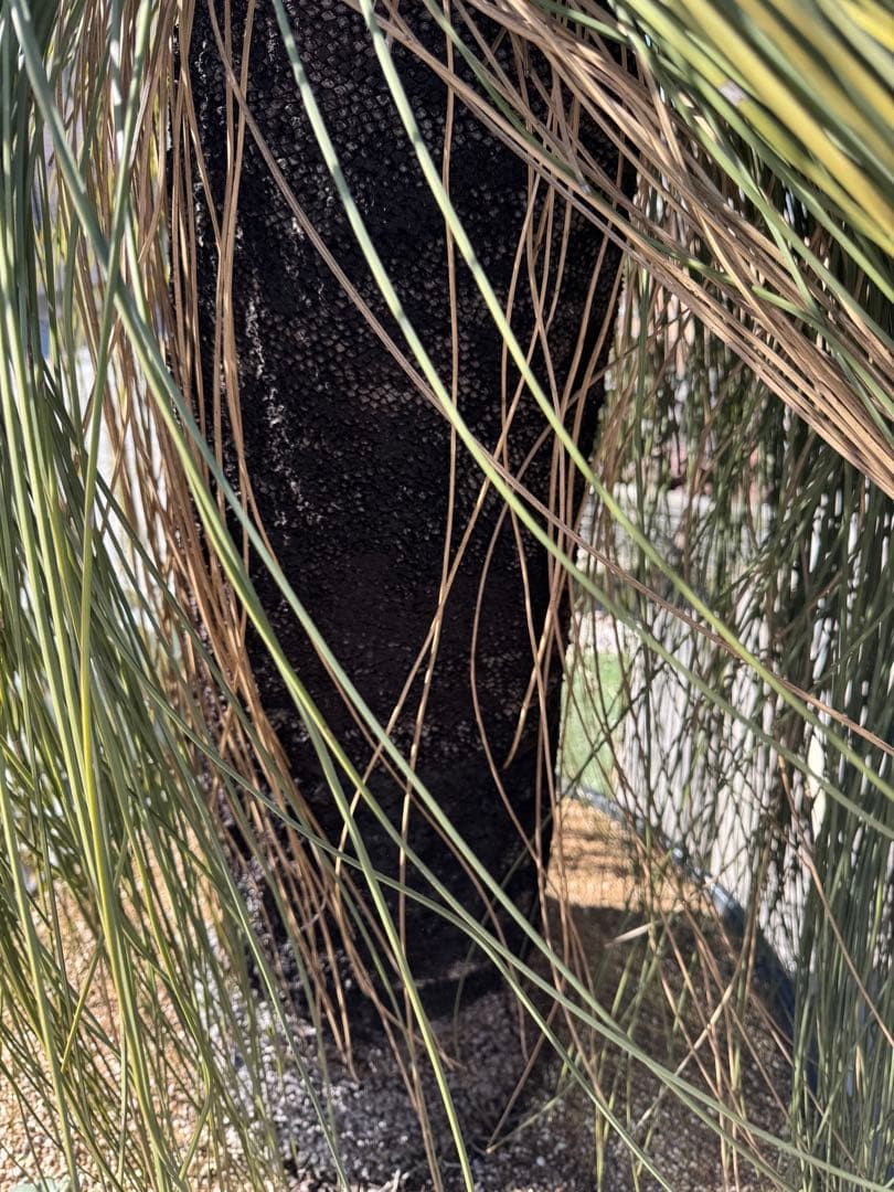 Yoshihiro Fukaki クサントロエアプレイシー ブラックボーイ