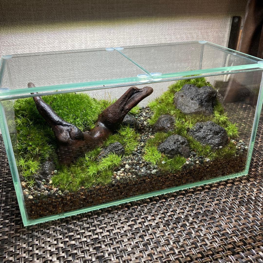 苔テラリウム　コレクション3