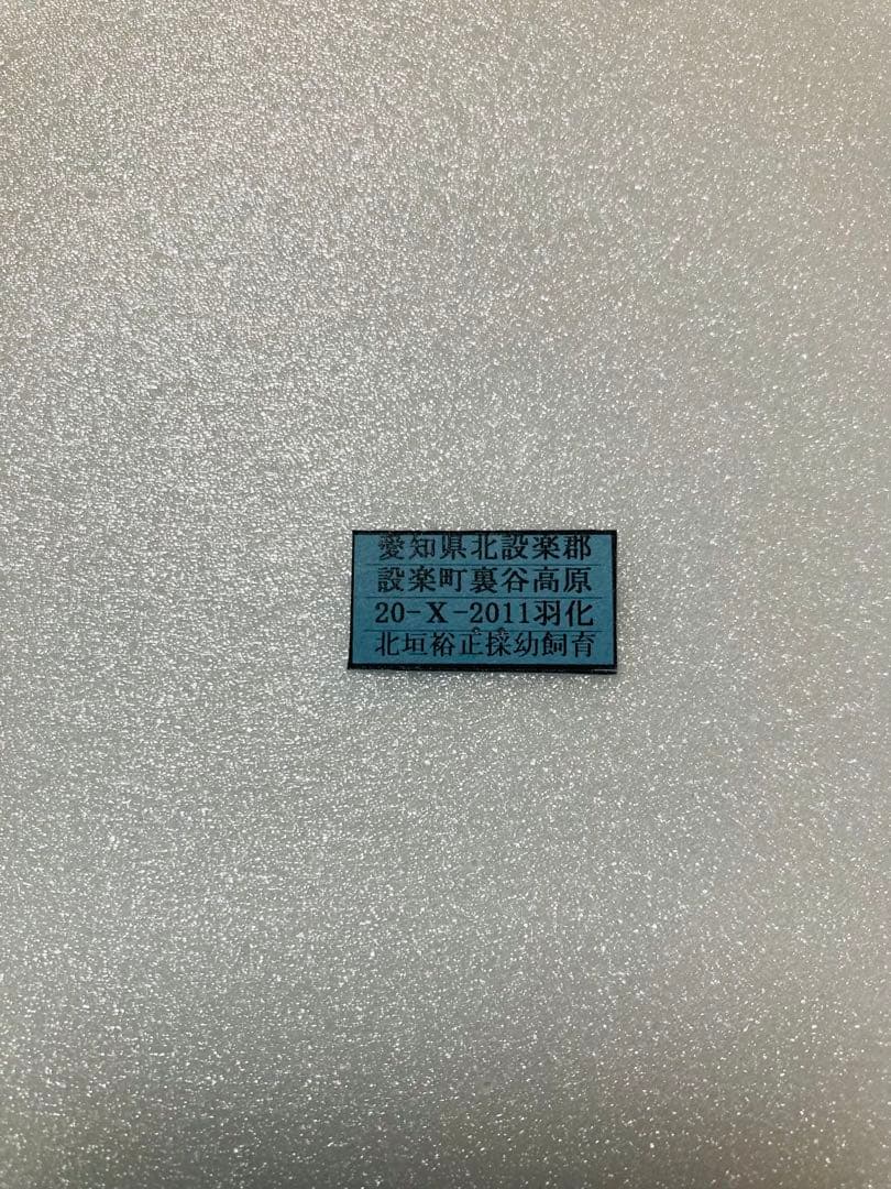 【1ペア】黒化タイプ、キアゲハ（愛知県産）