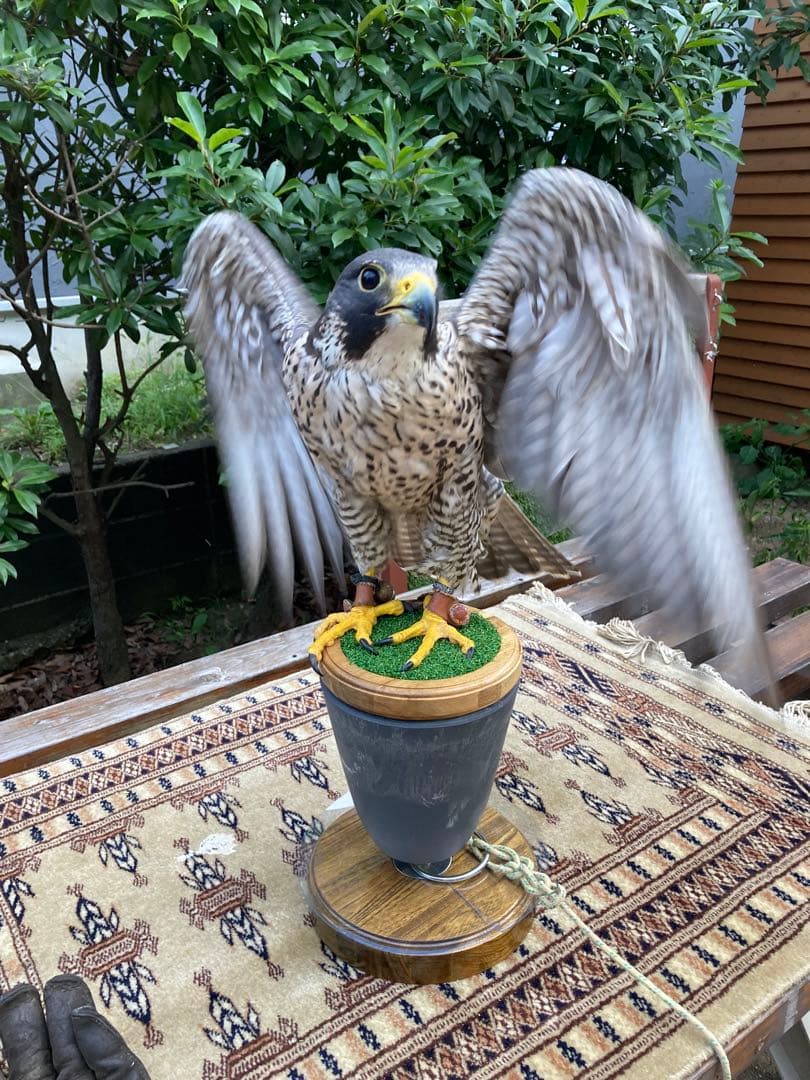 大型猛禽パーチＤ　ファルコンブロック