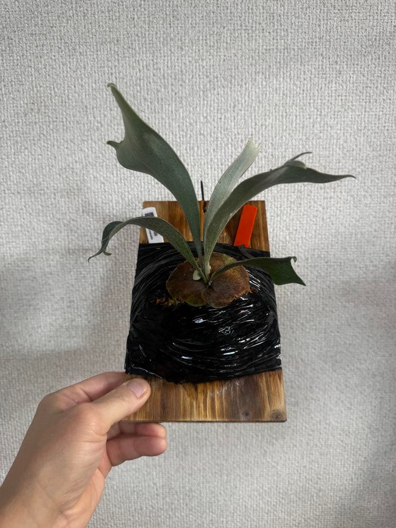 P. vellii ベリー　ビカクシダ　子株　oc株