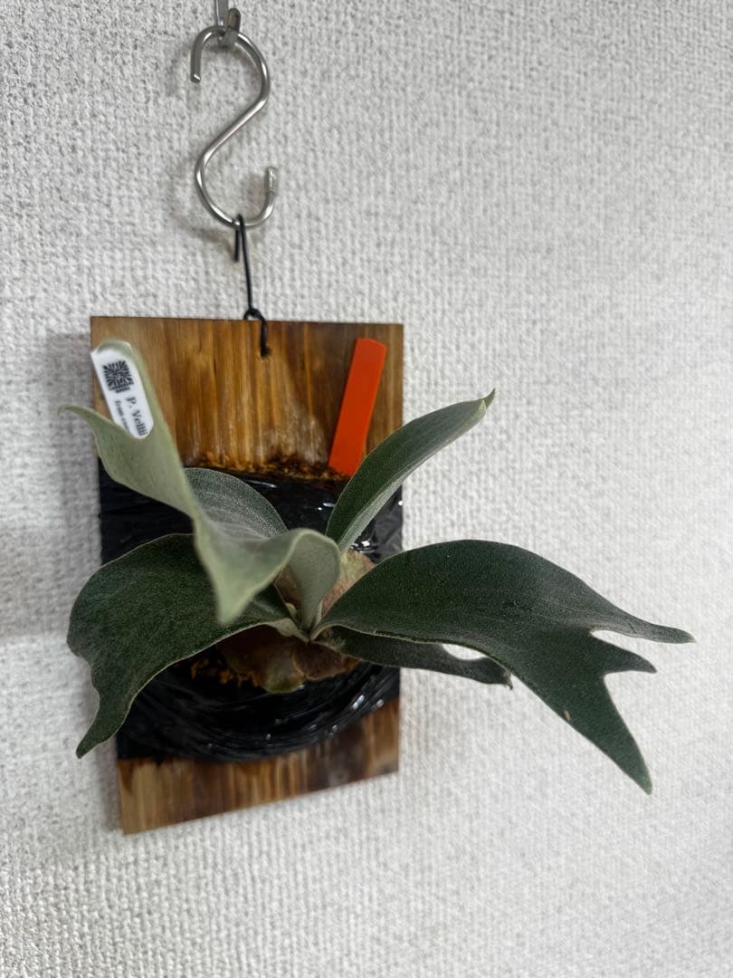 P. vellii ベリー　ビカクシダ　子株　oc株