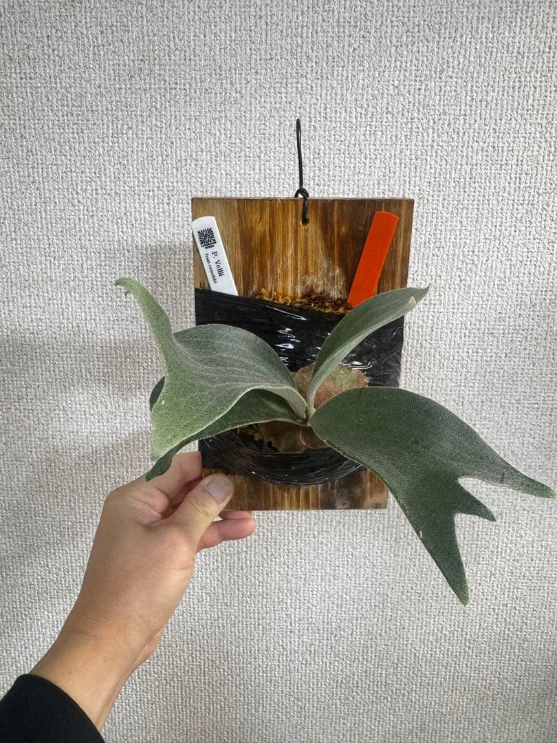 P. vellii ベリー　ビカクシダ　子株　oc株