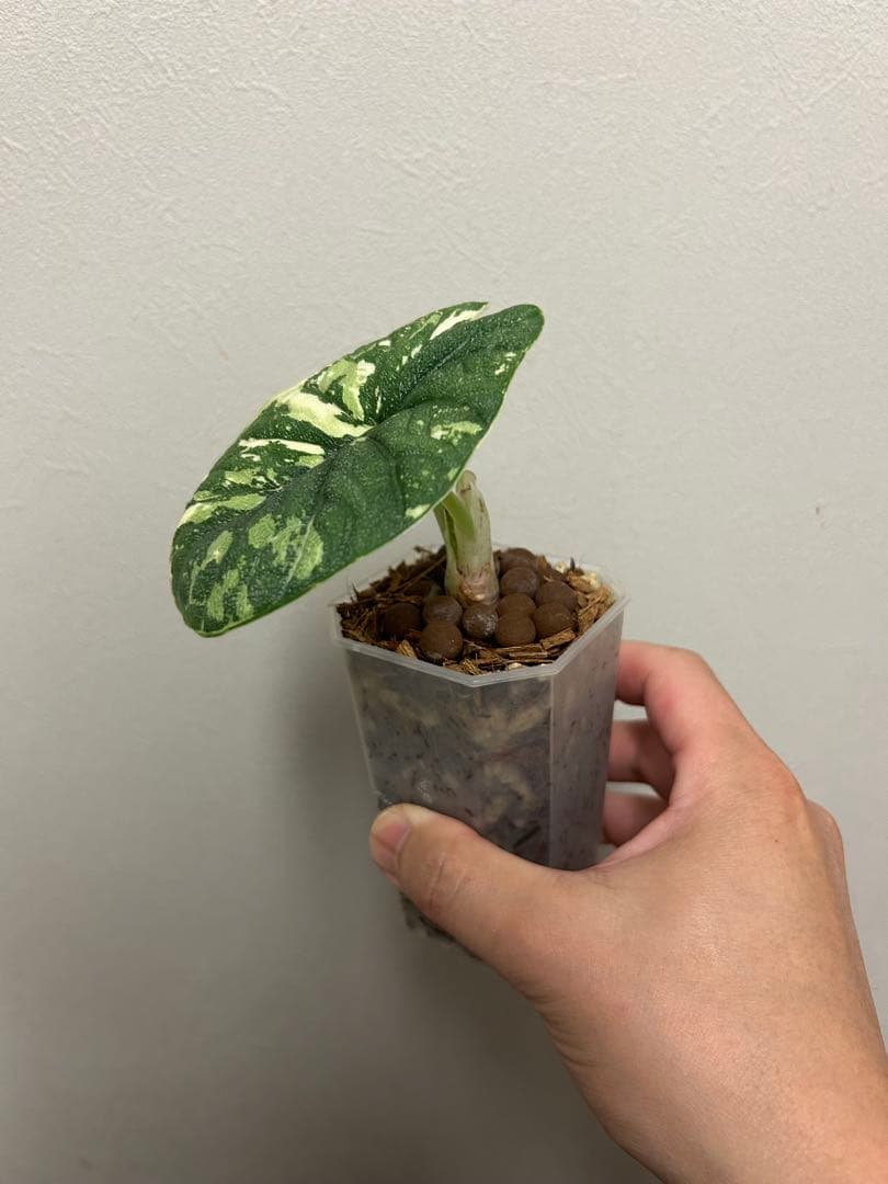 値下げアロカシア　メロアルボバリエガータ