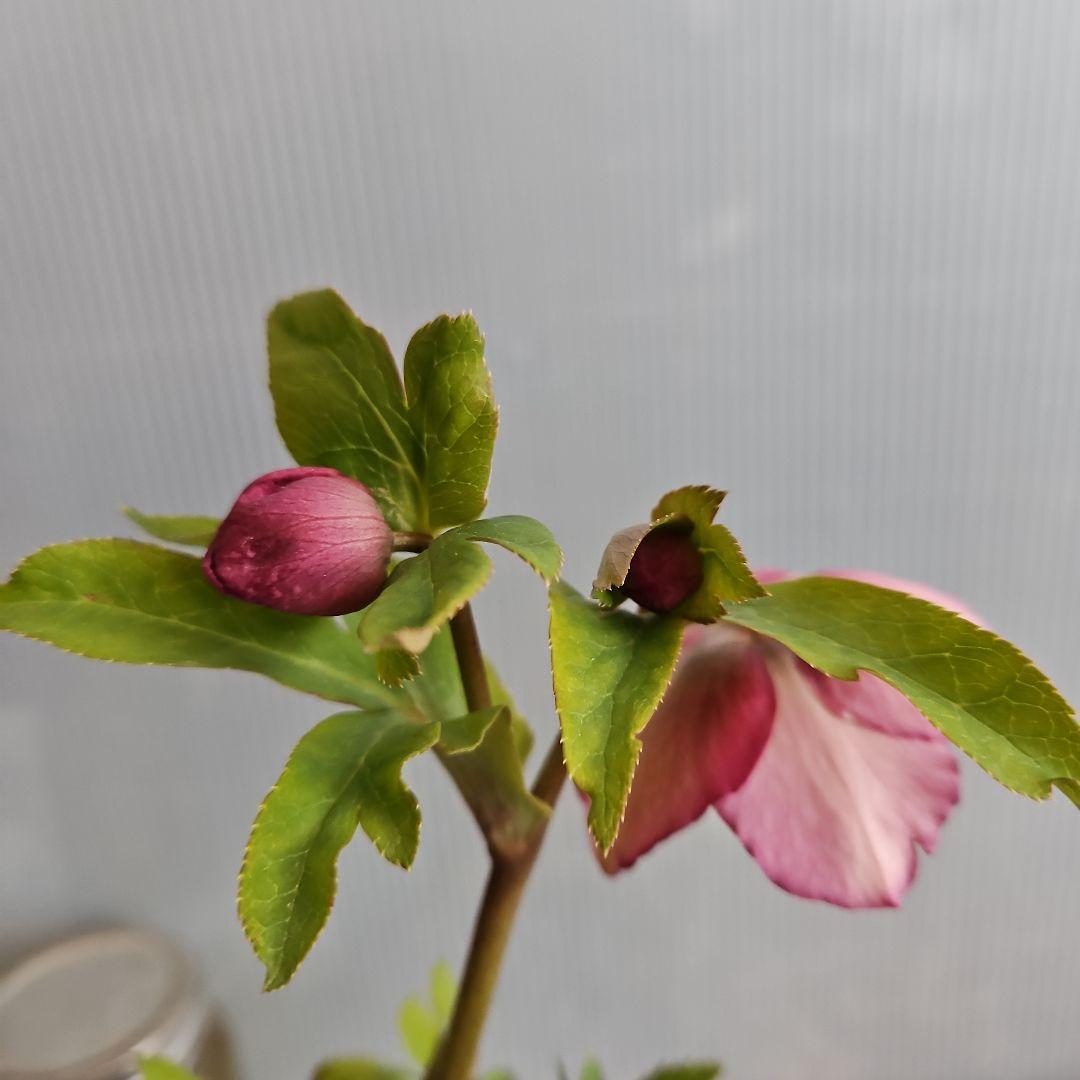 しろくま様ご購入苗㉖-200㉖-265クリスマスローズ