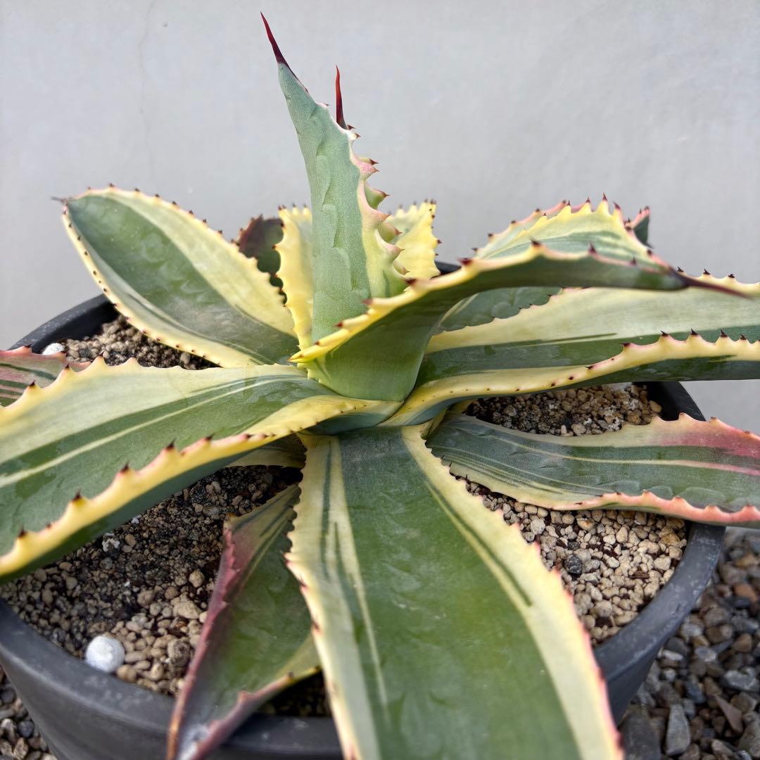 さののの太 　リップルエフェクト 2株セット