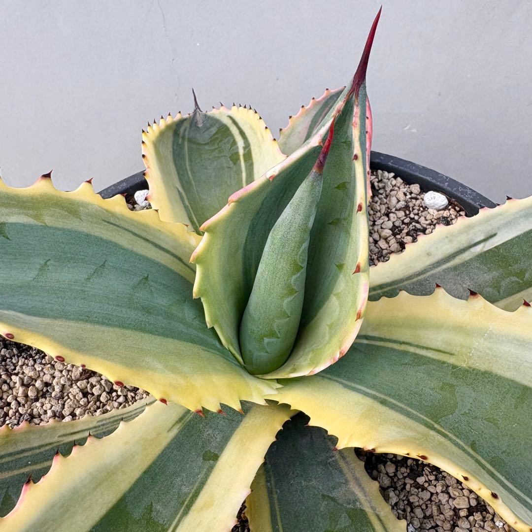 さののの太 　リップルエフェクト 2株セット