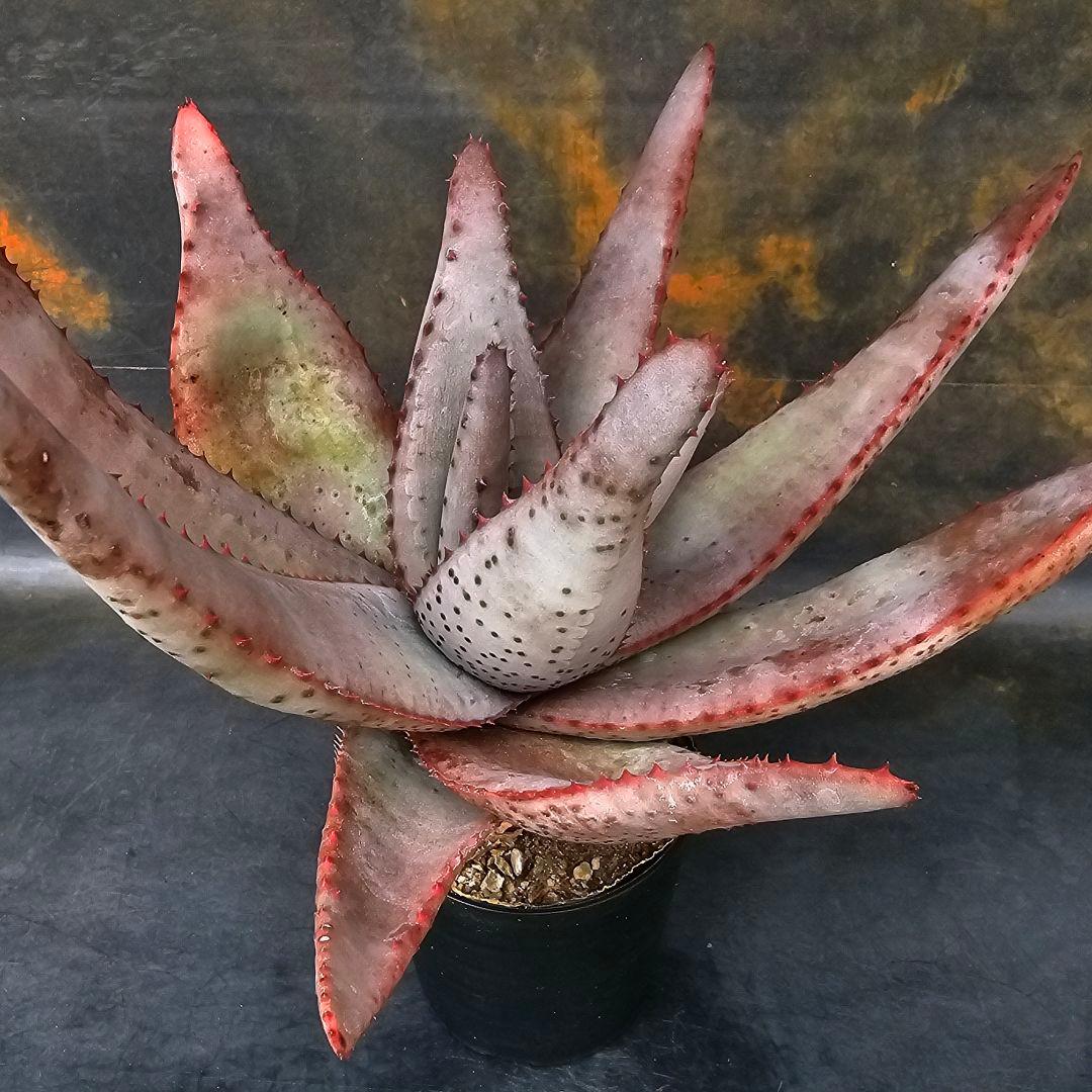 メルカリ便発送☆多肉植物 アロエ 達磨コニフェラ