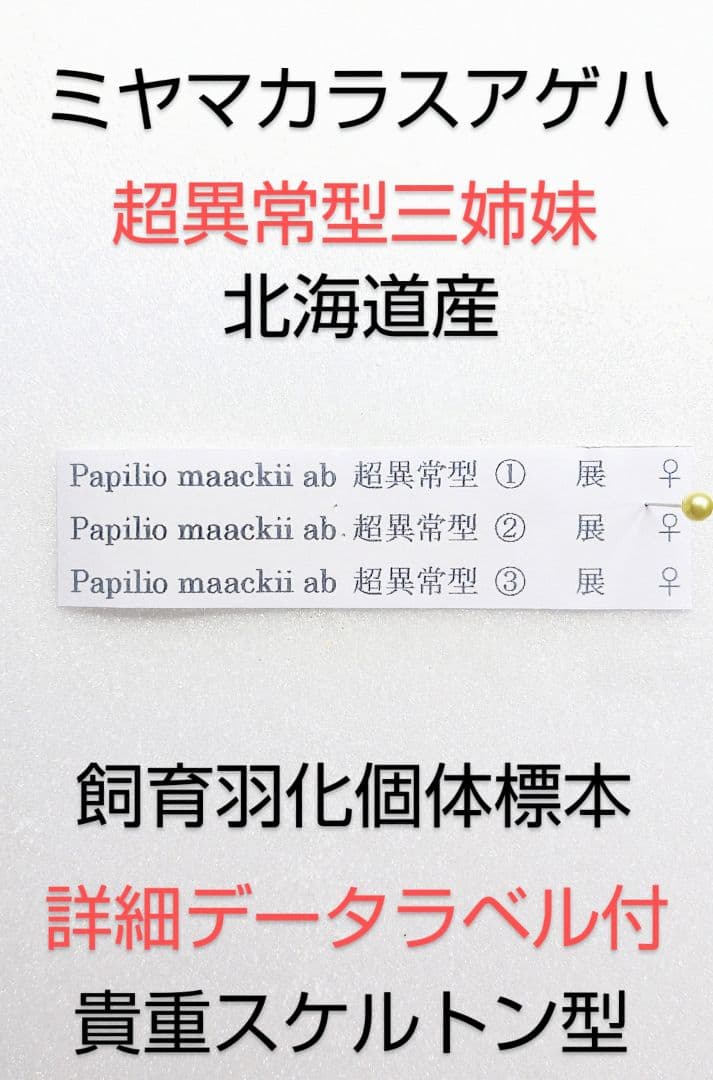 特別価格‼️☆ミヤマカラスアゲハ☆超異常型三姉妹 標本★北海道日本産★飼育羽化