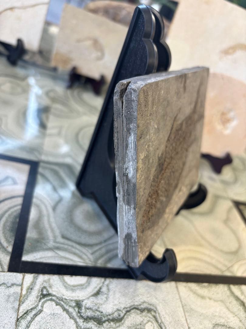 台付　オステオヒラス化石　鉱石　希少　インテリア