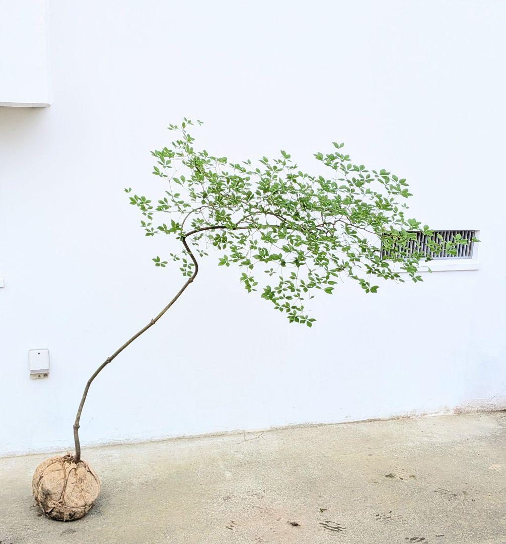 最終値下げ。。。山採りドウダンツツジ。