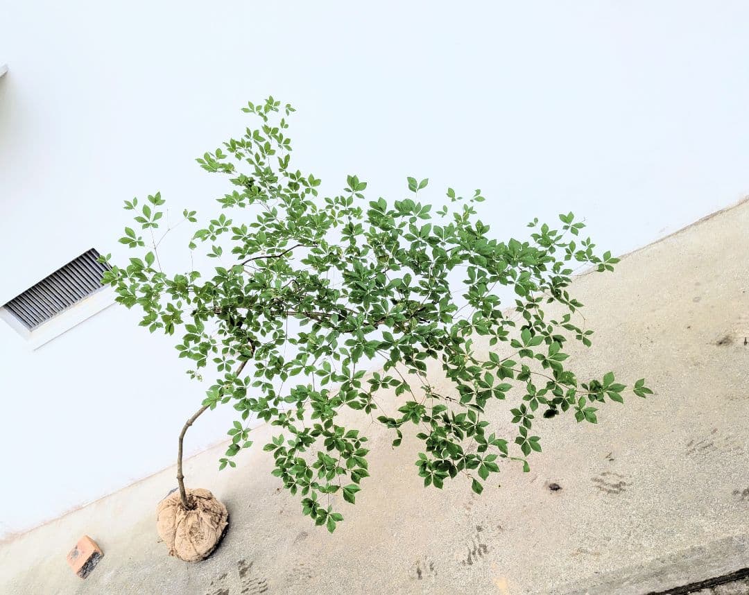 最終値下げ。。。山採りドウダンツツジ。