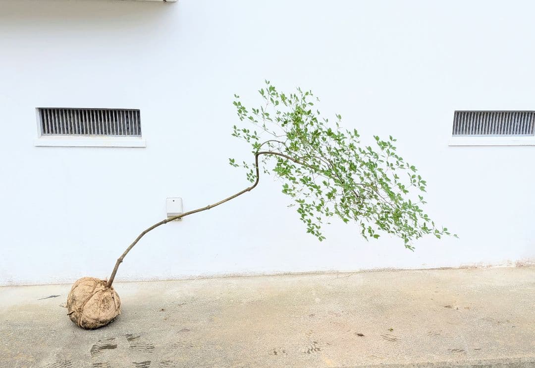 最終値下げ。。。山採りドウダンツツジ。