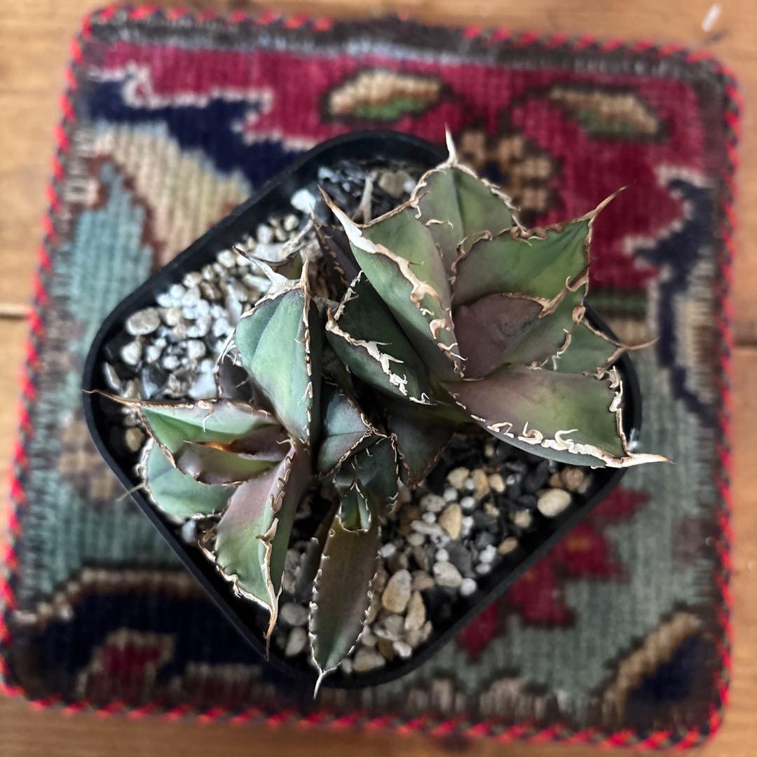 アガベ　烈焔　オテロイ　チタノタ