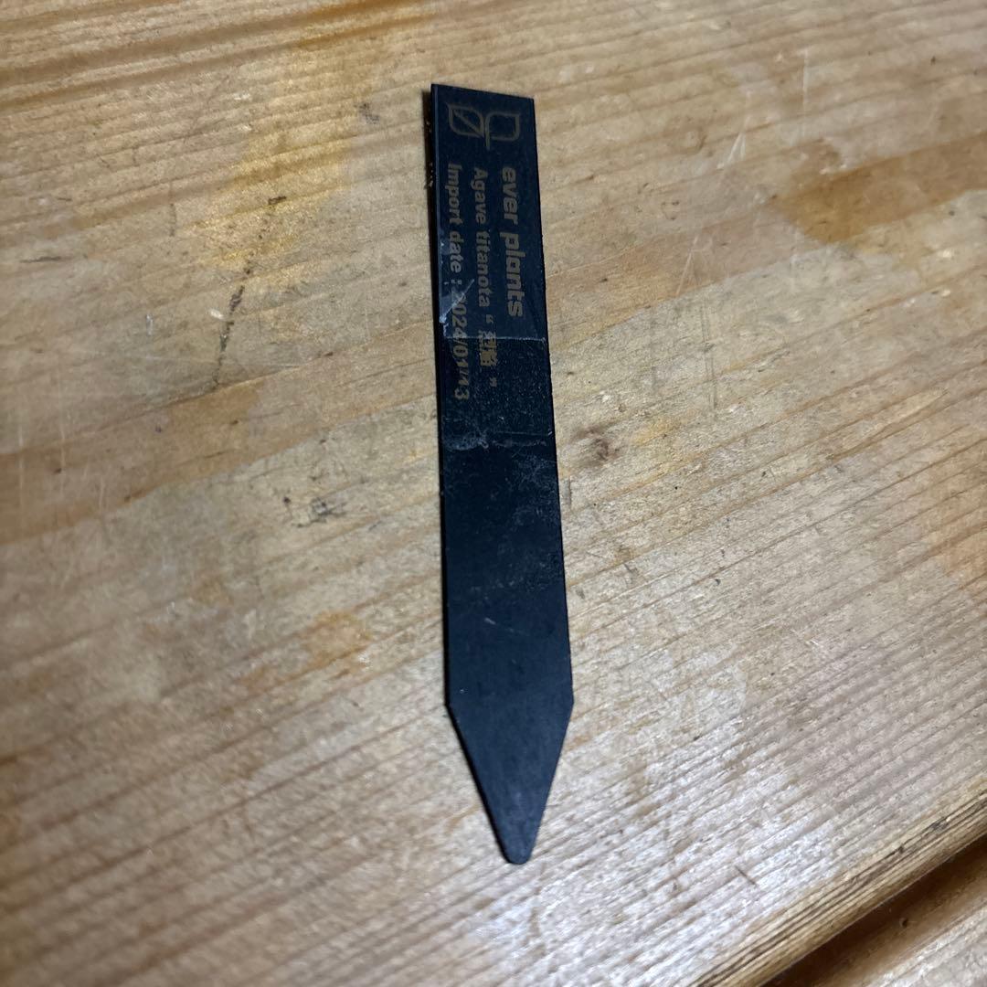 アガベ　烈焔　オテロイ　チタノタ