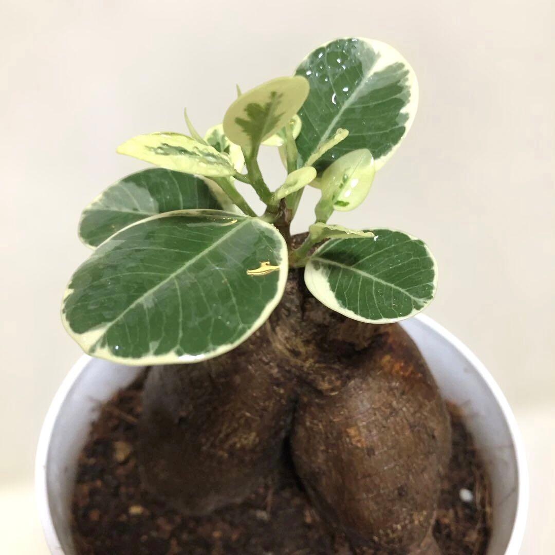 【大きめ】パンダ　ガジュマル　斑入り　接木