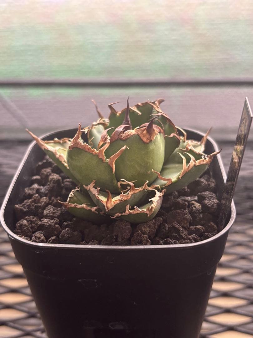 アガベ　チタノタ　BIG SPINE