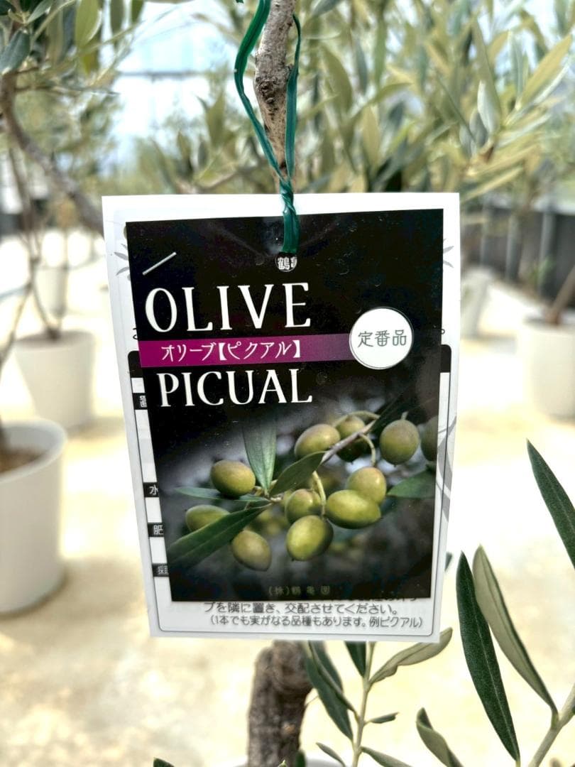 オリーブの木　ピクアル　8号　約160cm　NO.865　人気品種　現品掲載