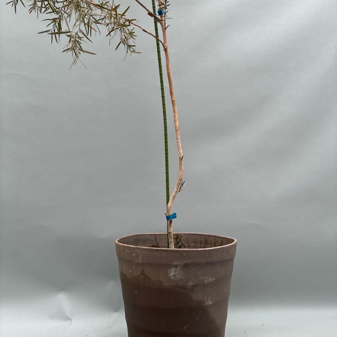 シルバーティーツリー