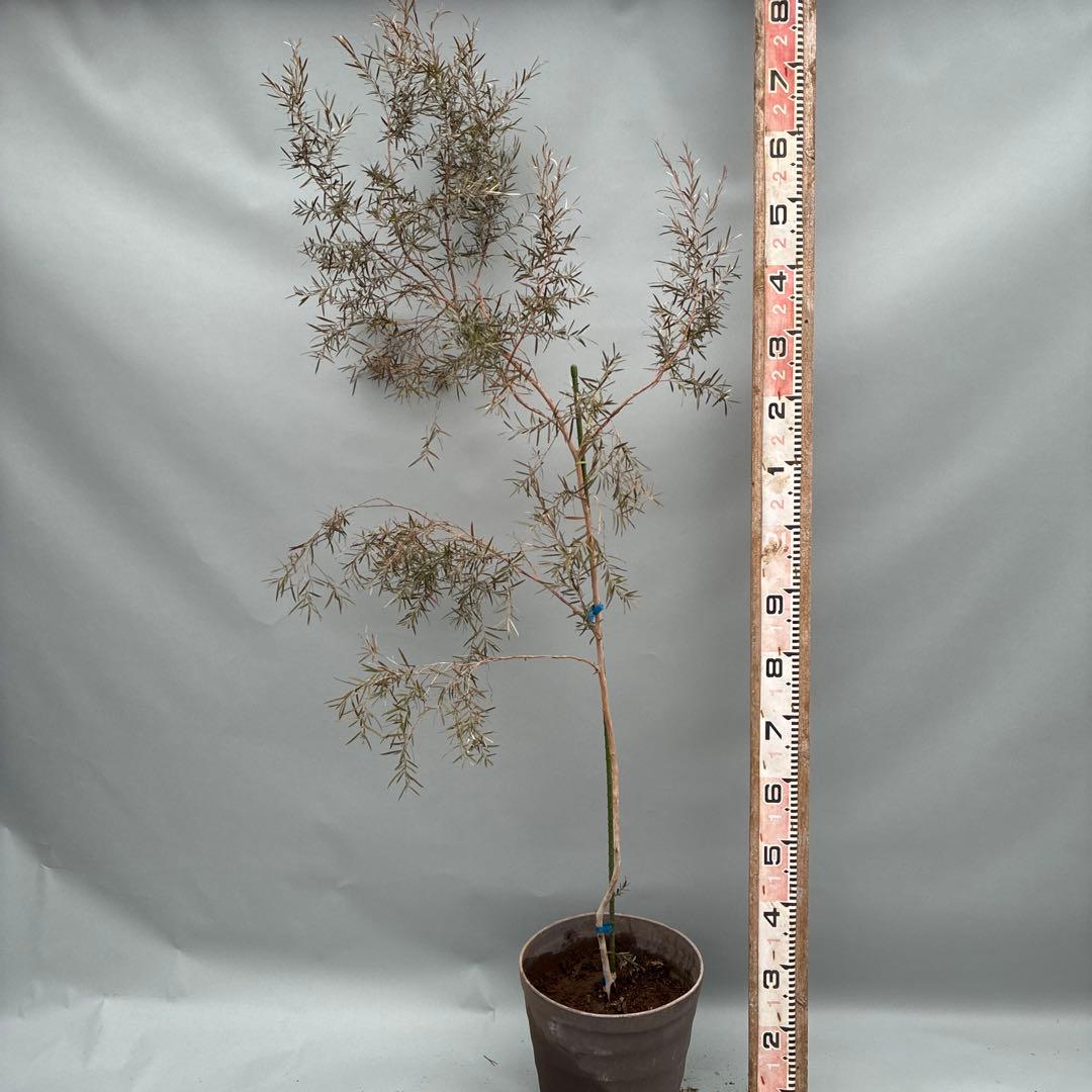 シルバーティーツリー