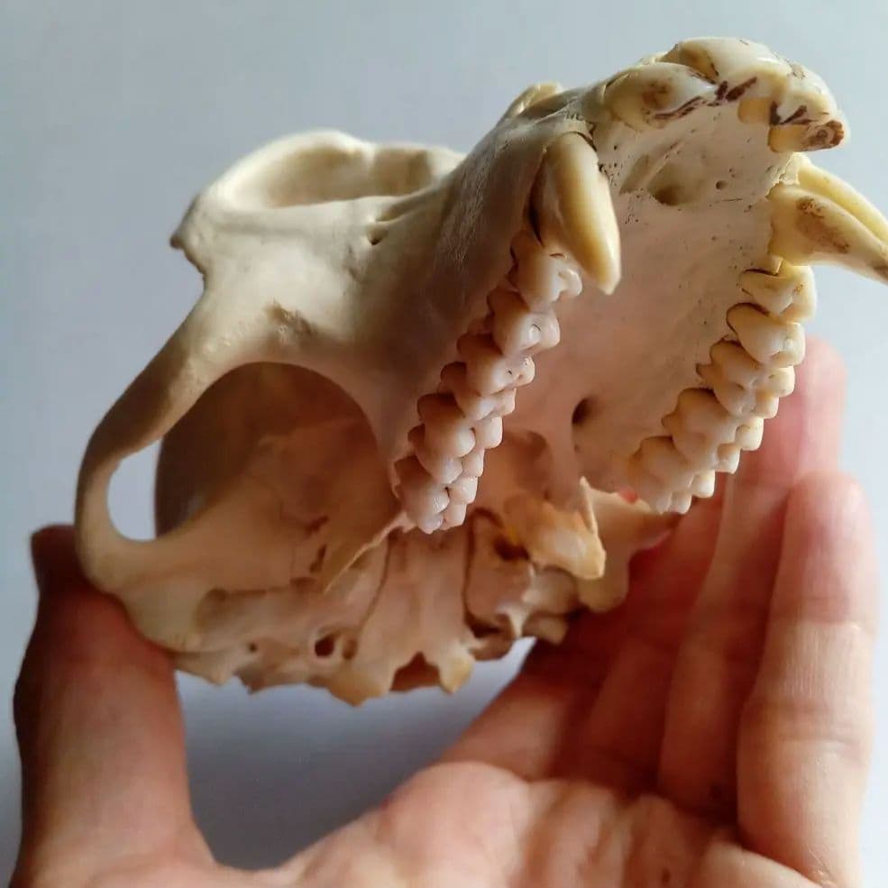 骨格標本　頭骨　ニホンザル　霊長類　スカル