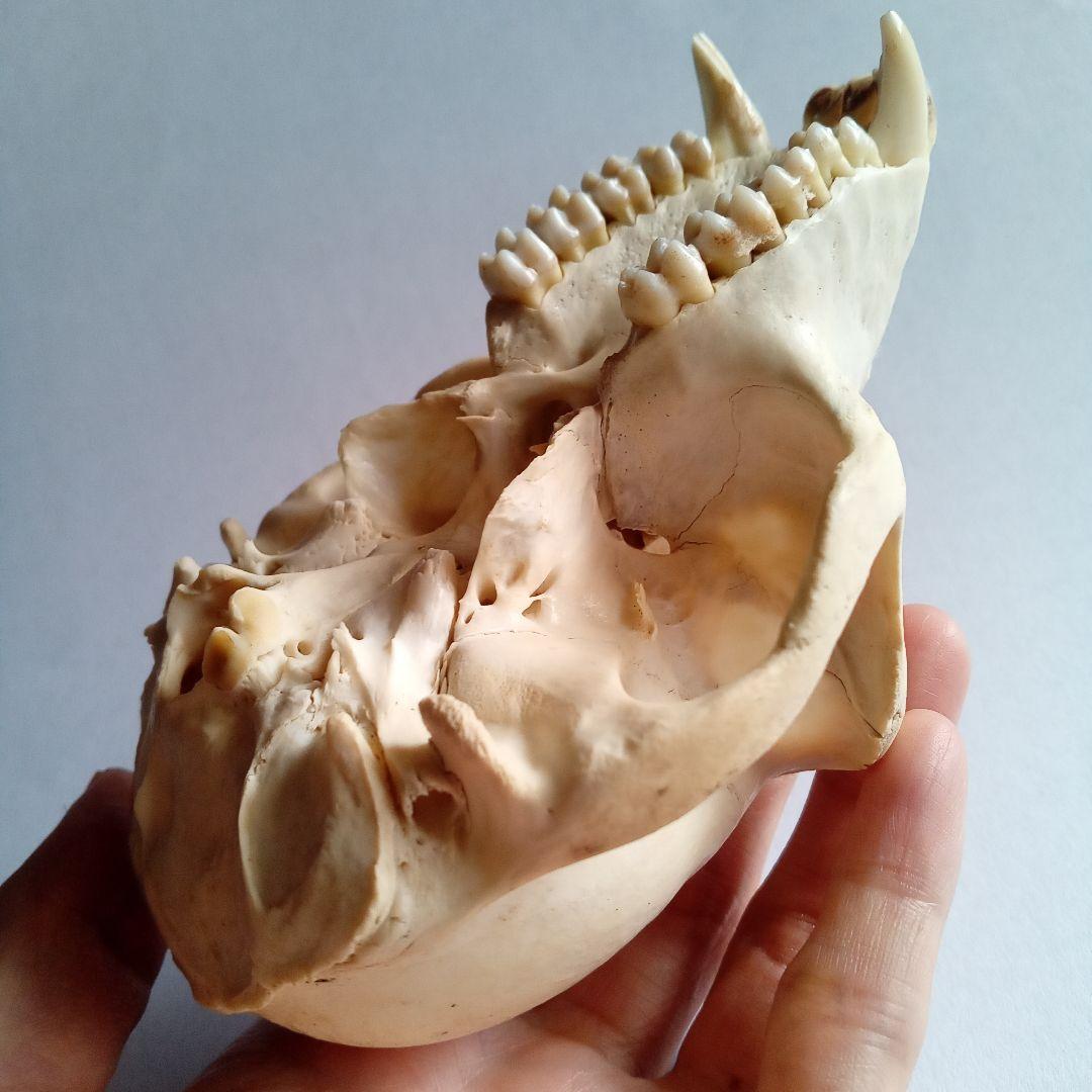 骨格標本　頭骨　ニホンザル　霊長類　スカル