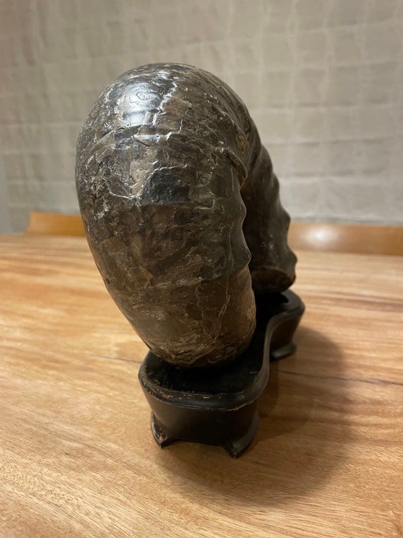 アンモナイト化石　特大サイズ