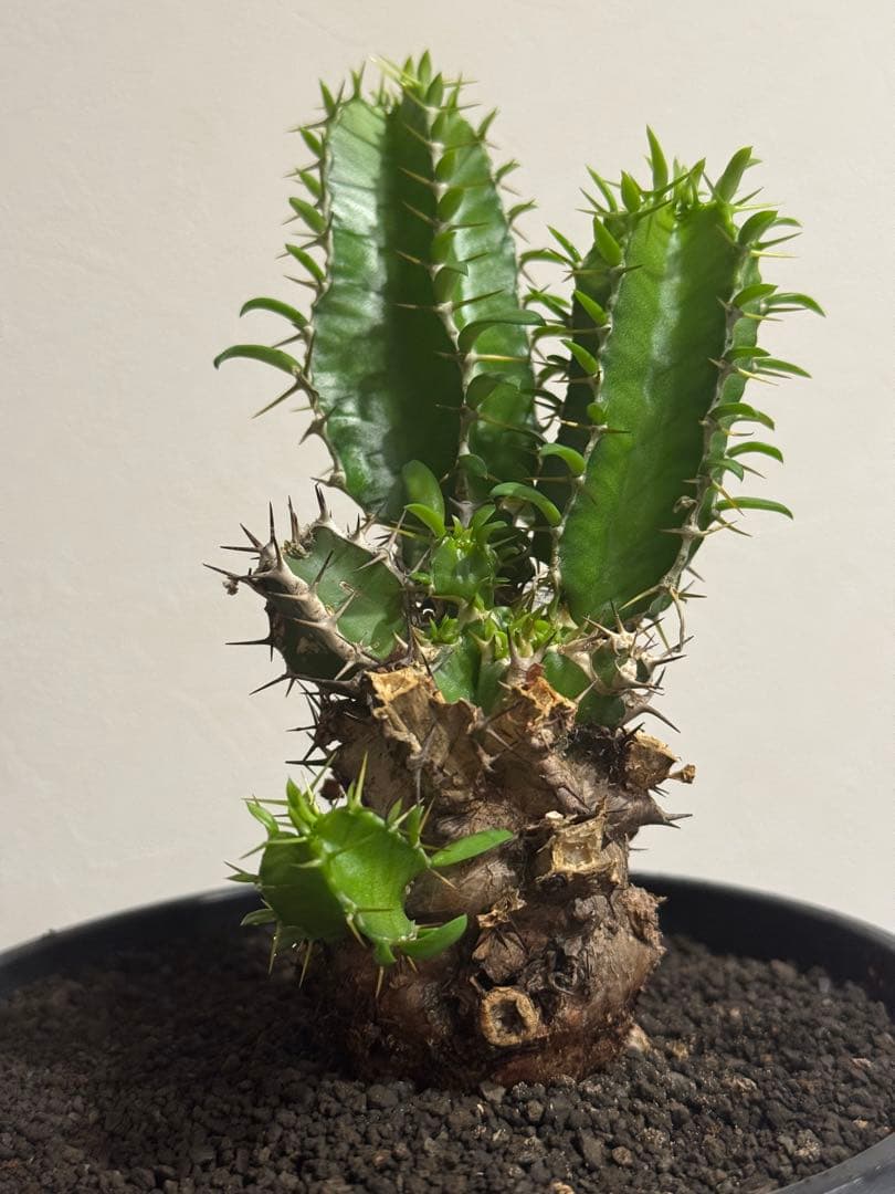 ユーフォルビア・ムランジーナ　鉢入り発送　Euphorbia Mlanjeana