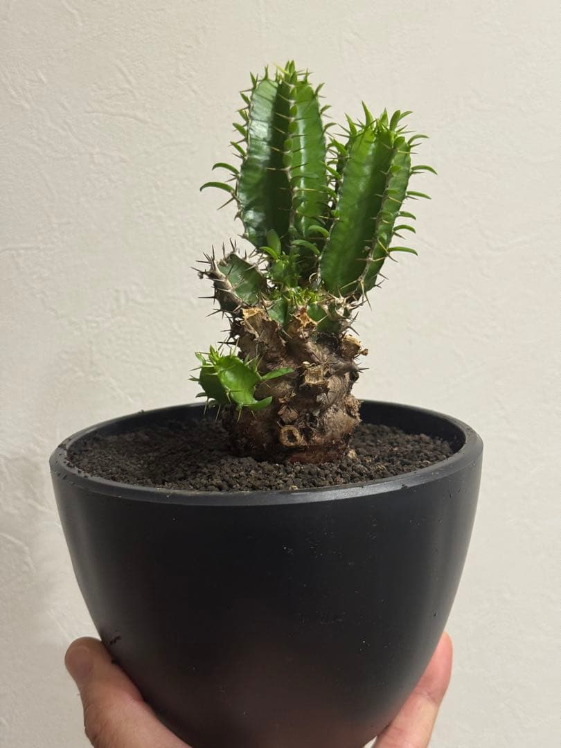 ユーフォルビア・ムランジーナ　鉢入り発送　Euphorbia Mlanjeana