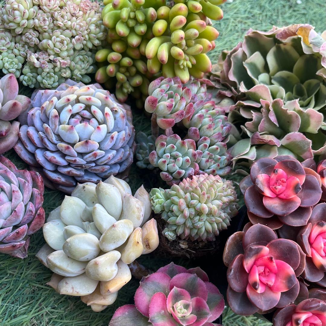 2026多肉たにゆ袋　豪華12苗