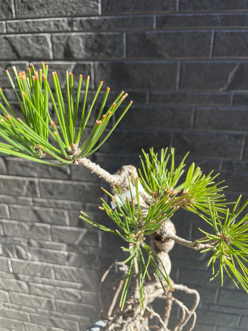 根上がり黒松中品盆栽