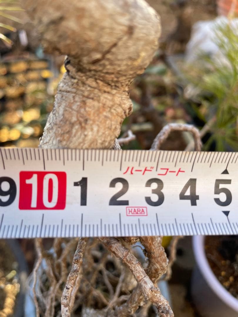 根上がり黒松中品盆栽