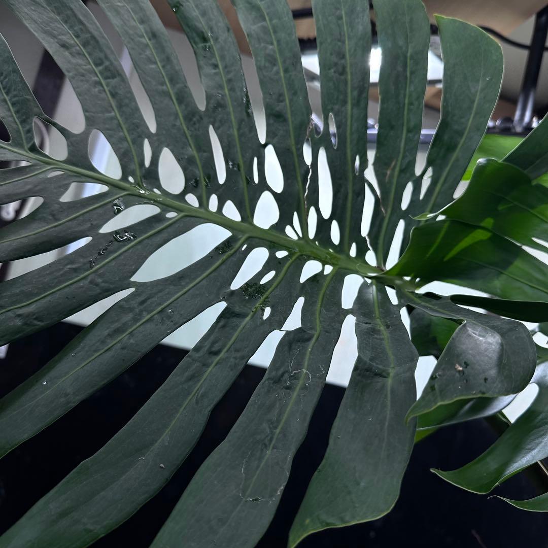 モンステラデリシオーサマクロコズム超希少系統鉢植え74㎝レア