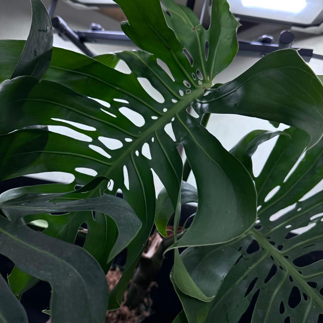 モンステラデリシオーサマクロコズム超希少系統鉢植え74㎝レア