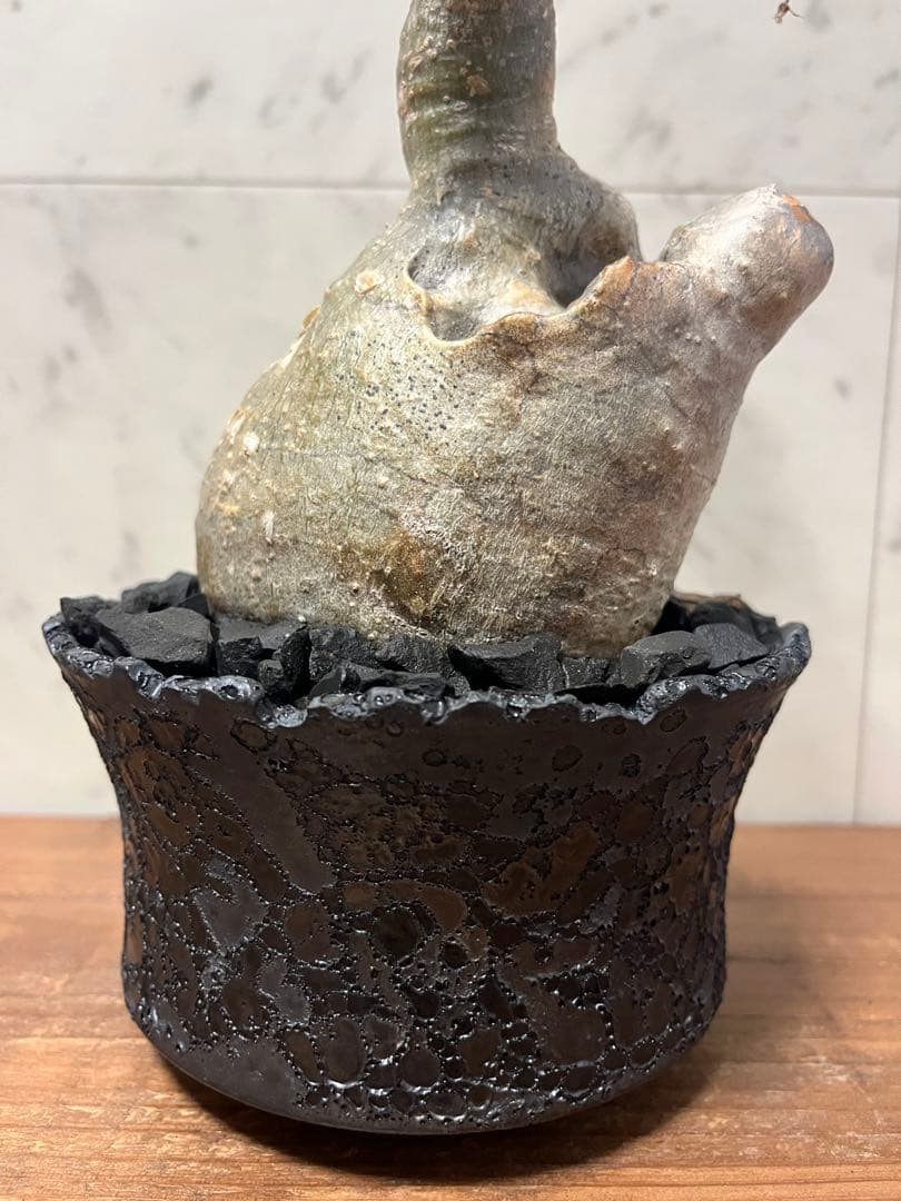 パキポディウム グラキリス 変態株