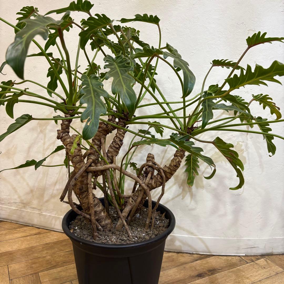 【大株美形】フィロデンドロン　クッカバラ　根上がり