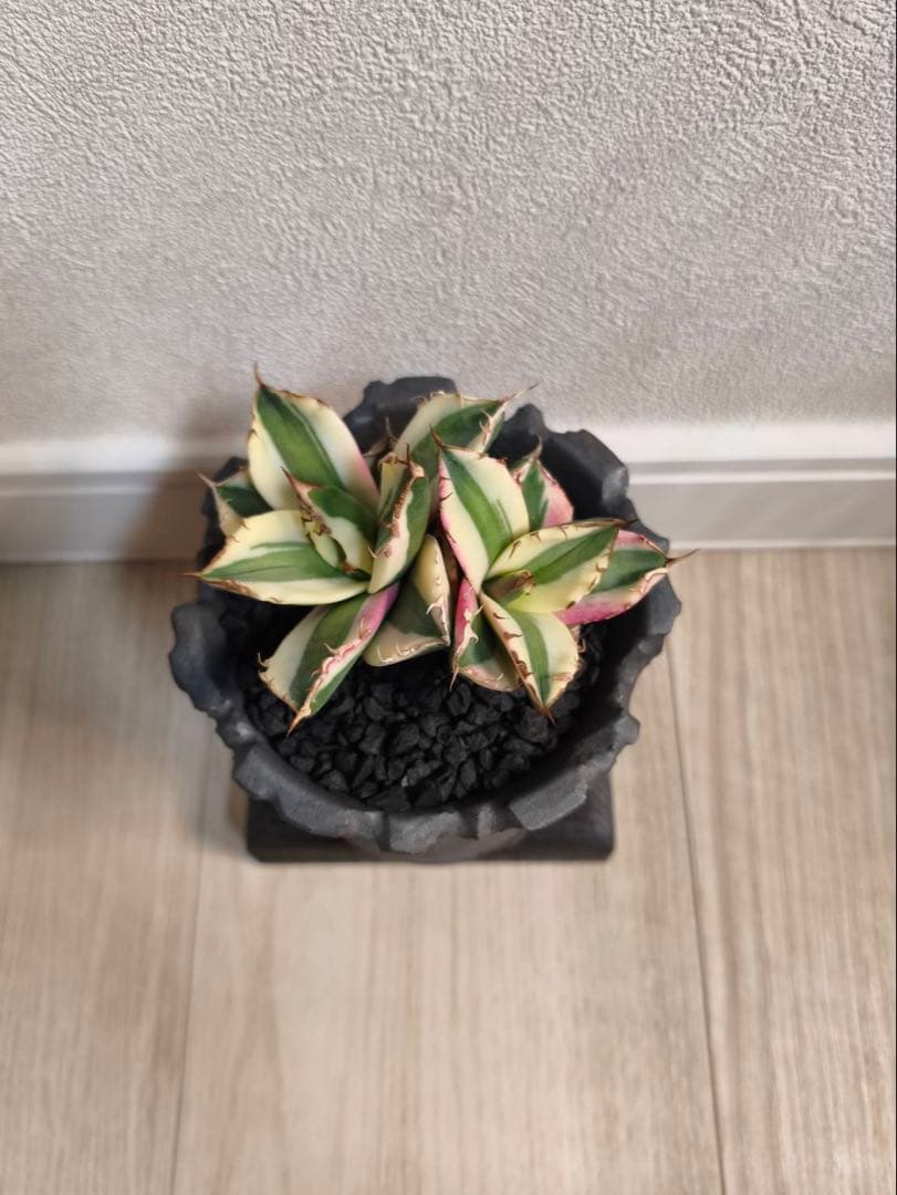 『陶器鉢付き』スナグルトゥース　2頭　ダブルヘッド