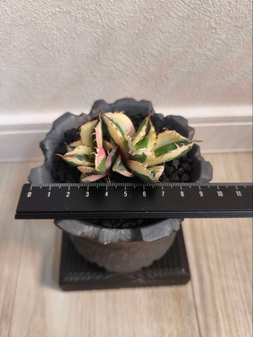 『陶器鉢付き』スナグルトゥース　2頭　ダブルヘッド