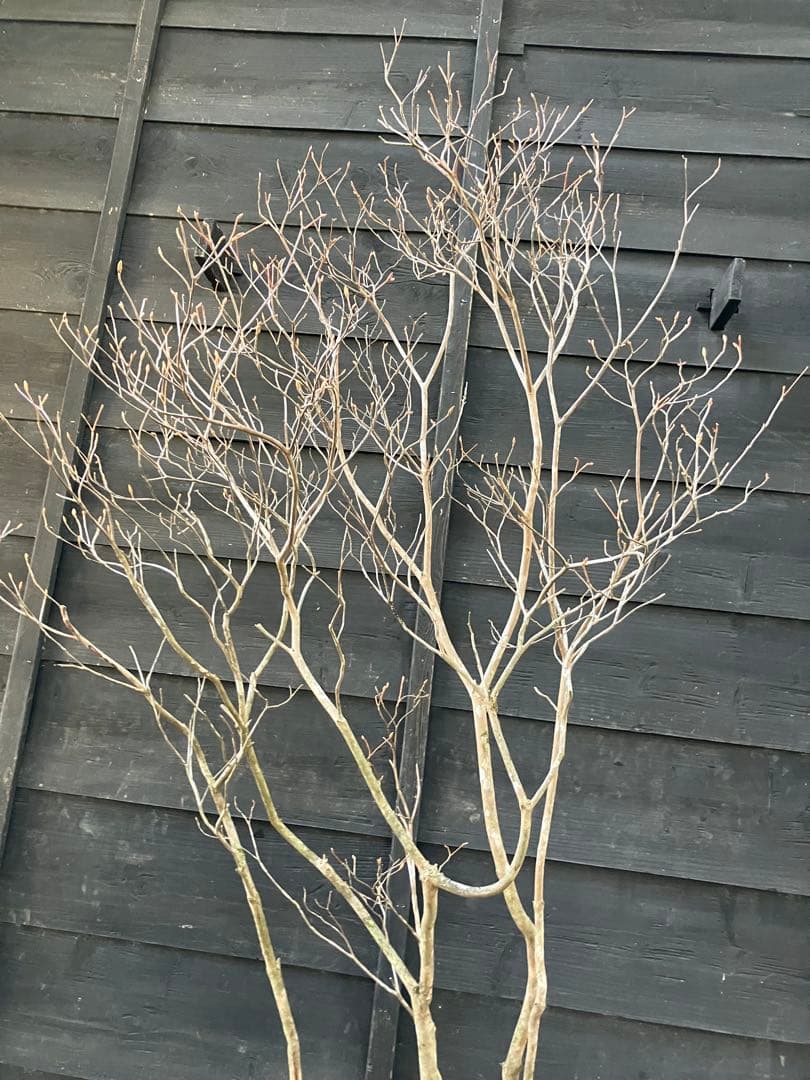 20 山採り　ミツバツツジ