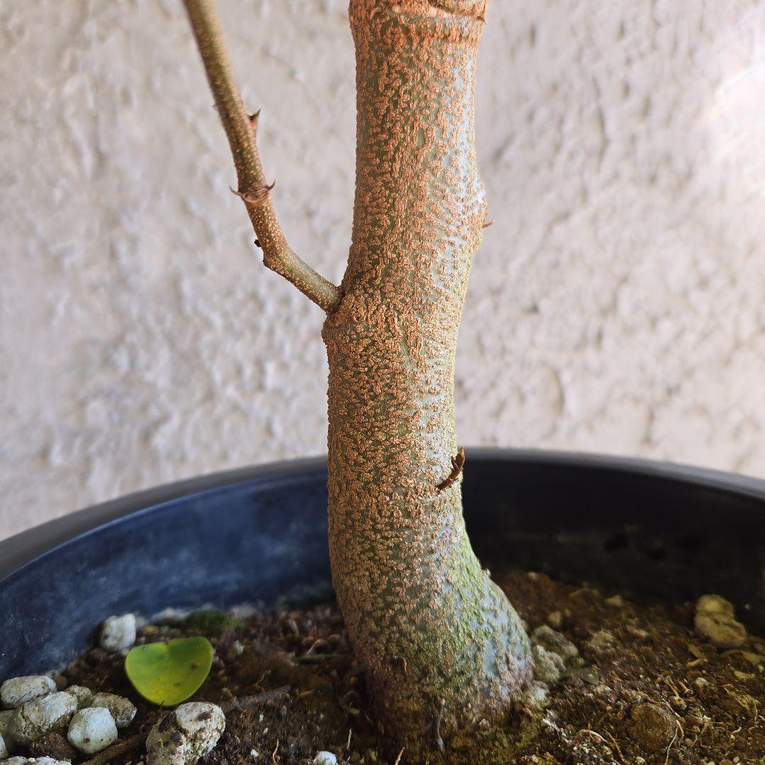 ③　エバーフレッシュ　8号特大苗木最高等級極上品‼️　極太