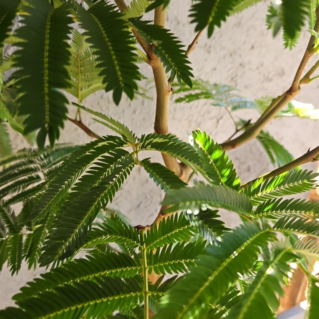 ③　エバーフレッシュ　8号特大苗木最高等級極上品‼️　極太