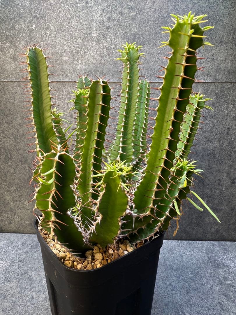 ユーフォルビア　ムランジーナ　実生　339