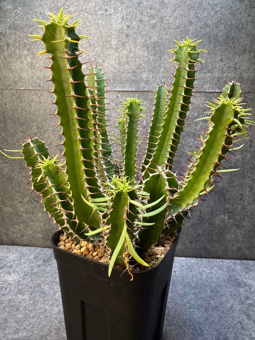 ユーフォルビア　ムランジーナ　実生　339