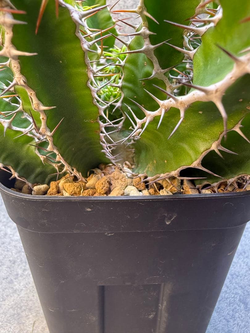 ユーフォルビア　ムランジーナ　実生　339