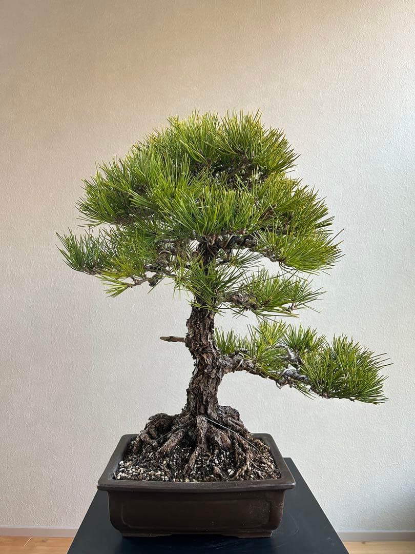 黒松　盆栽　激古　中品　足元20㎝