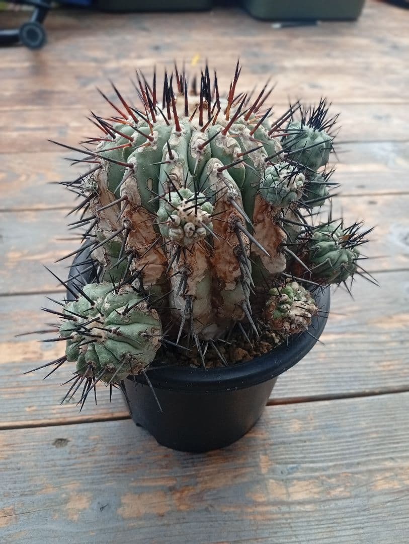 コピアポア シネレア 黒王丸 サボテン 多肉植物 多肉