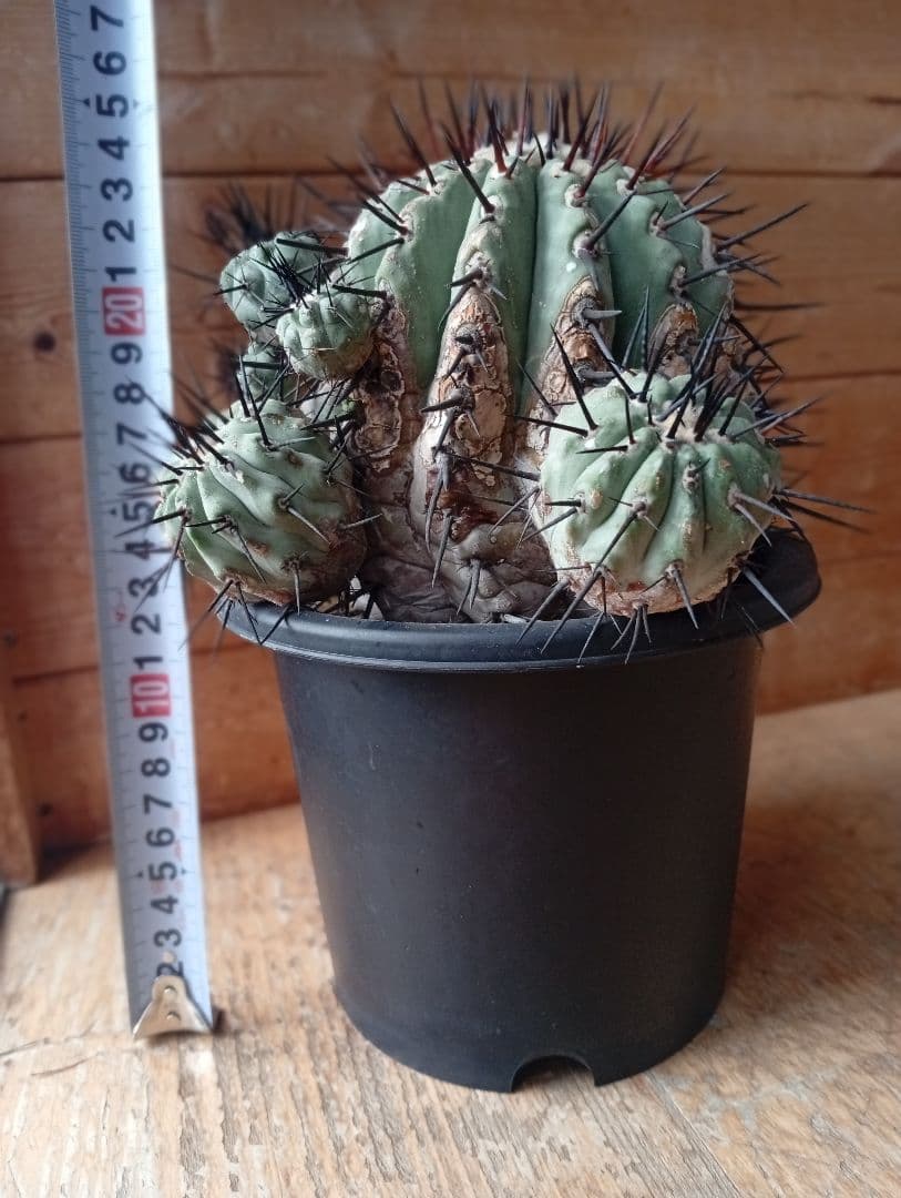 コピアポア シネレア 黒王丸 サボテン 多肉植物 多肉