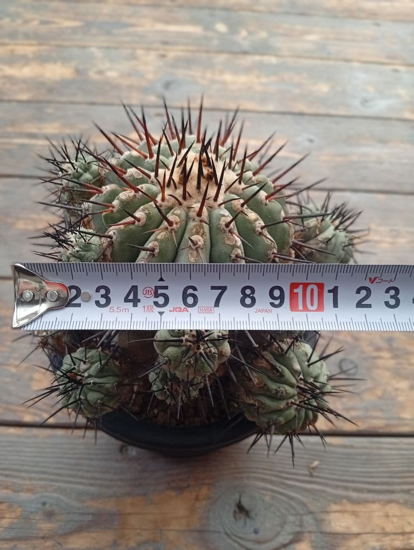 コピアポア シネレア 黒王丸 サボテン 多肉植物 多肉